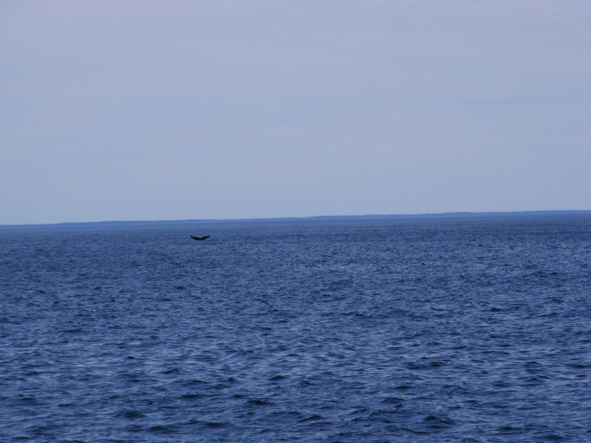 n_whale_tour (6).jpg